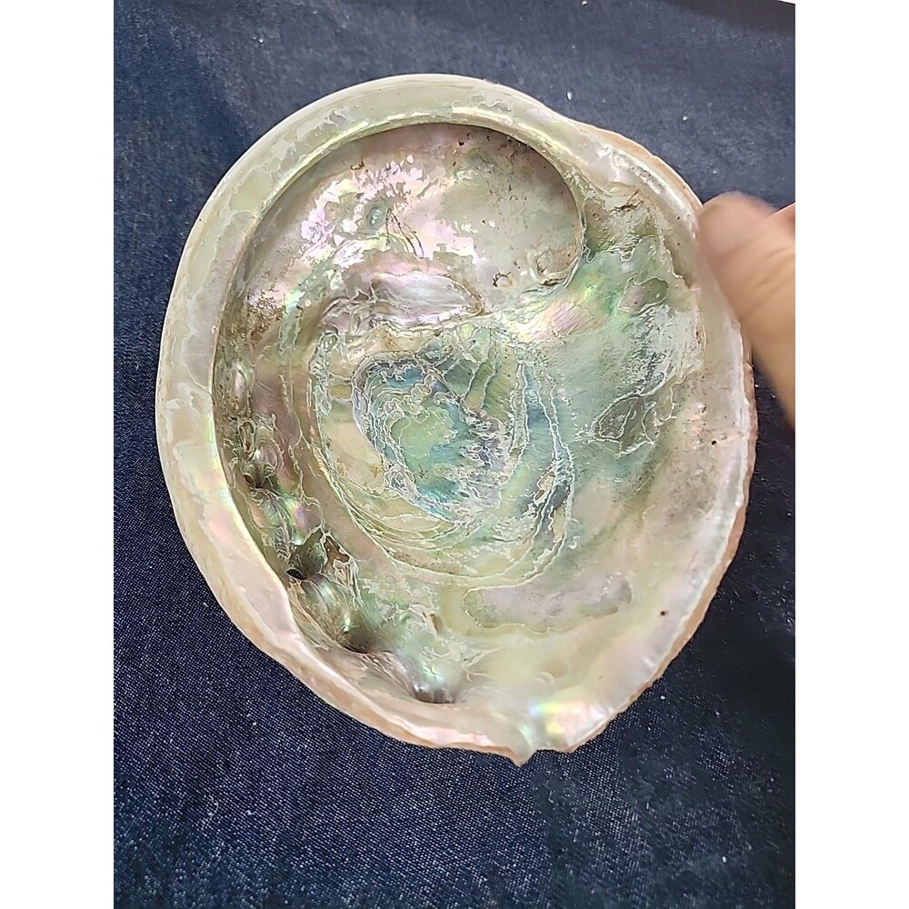 7.5" x 6" Abalone Shell Smudge Bowl Sage Dish Abalone Dish Decor Smudge Tools